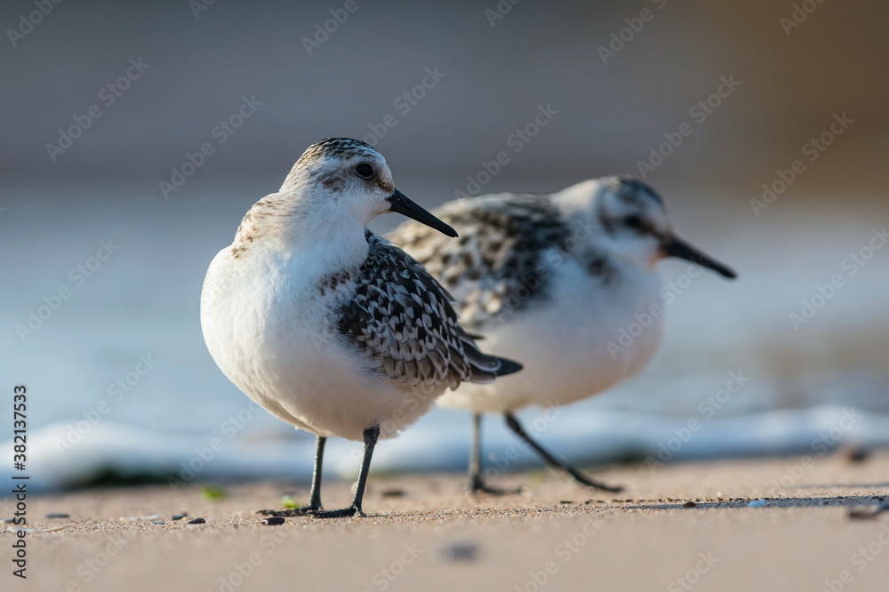 Sanderling (Calidris alba) in environment. Sanderling (Calidris alba) in environment.