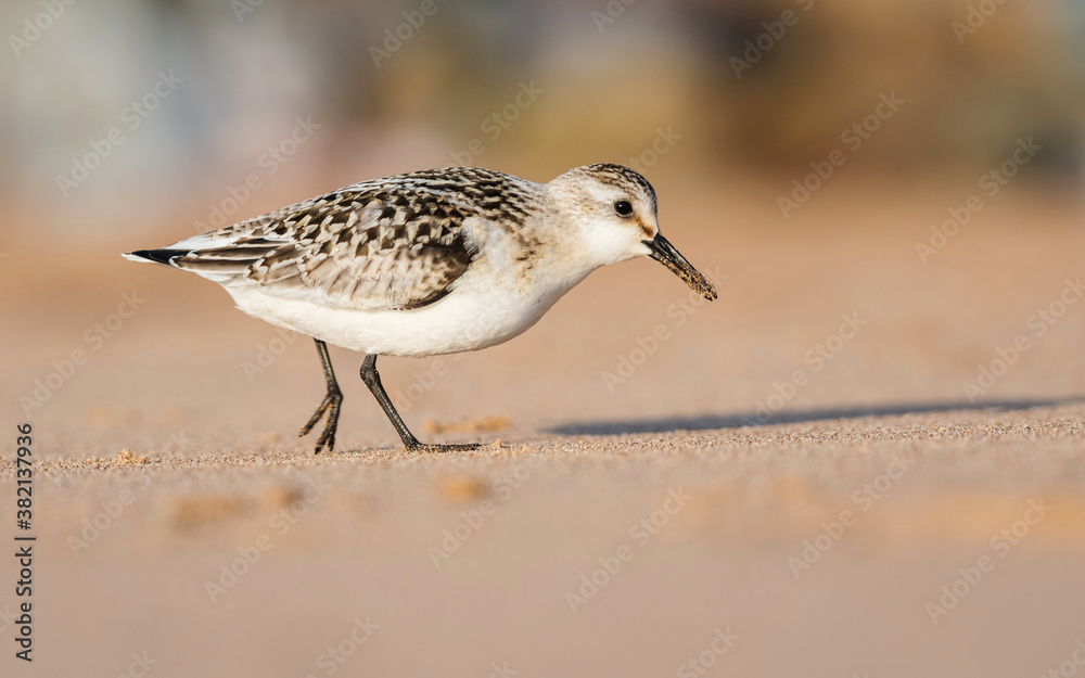 Sanderling (Calidris alba) in environment. Sanderling (Calidris alba) in environment.