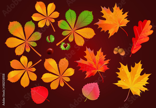 Leaves of horse chestnut tree and Conkers in shell
