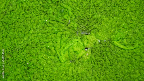 Surface of The Bubble Moss is Gathered into a Sheet