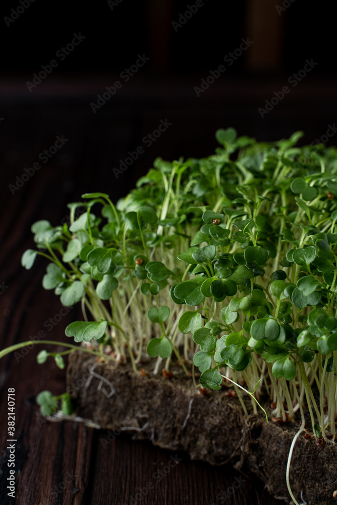 Macro greens in a plastic box Macro greens in a plastic box