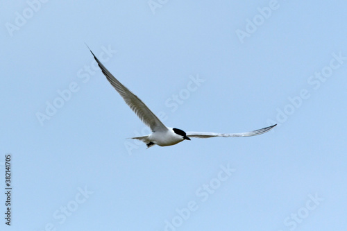 Lachseeschwalbe (Gelochelidon nilotica) - Gull-billed tern  photo