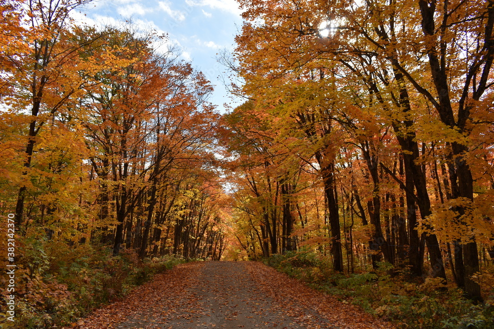Obraz premium The road to the resort in autumn
