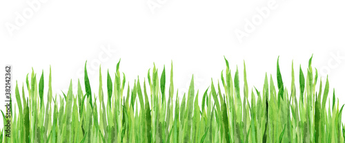 Watercolour field grasses. Wheat grass. Design for website, tradition medicine, apiculture. Green plant horizontal border.
