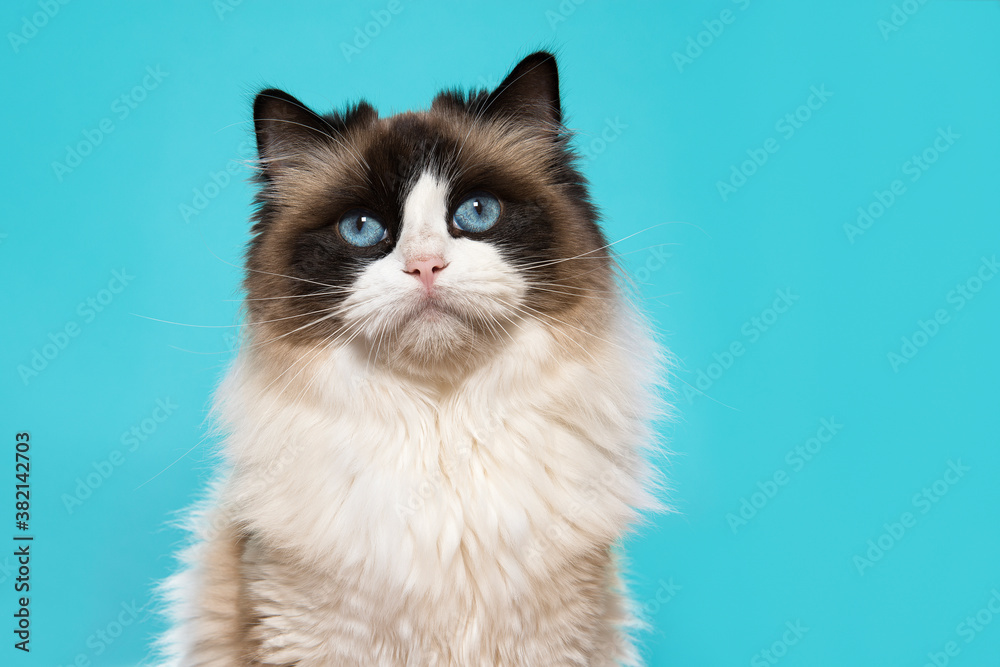 Portrait of a beautiful ragdoll cat with blue eyes on a blue background