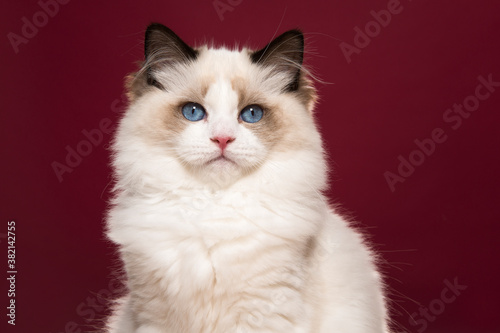 Portrait of a beautiful purebred ragdoll cat with blue eyes looking at the camera on a burgundy red background
