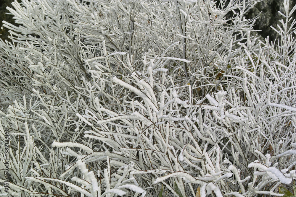 霧氷 霧氷