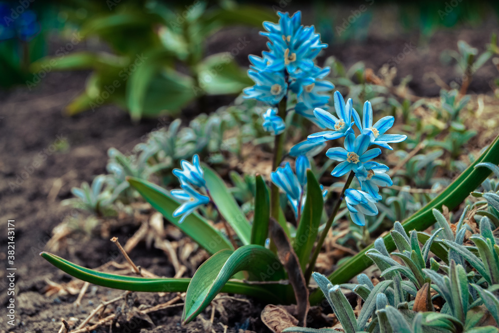 Obraz premium blue hyacinth flower