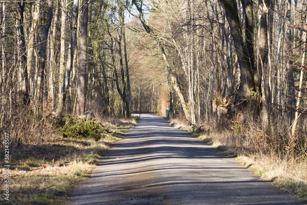 Road in the forest through trees in sunlight Road in the forest through trees in sunlight