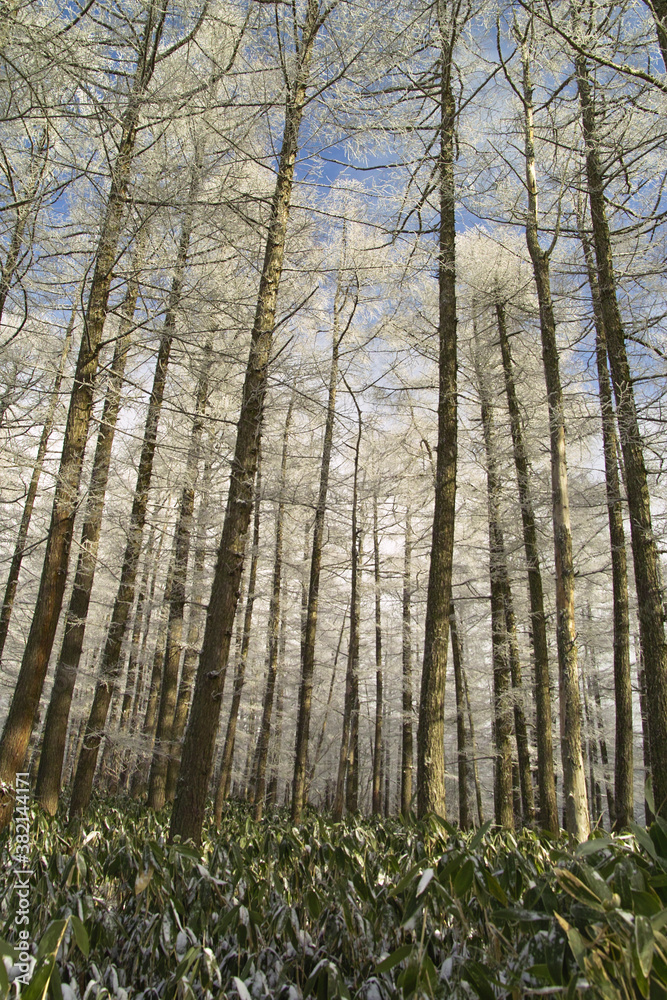 Naklejka premium 唐松林