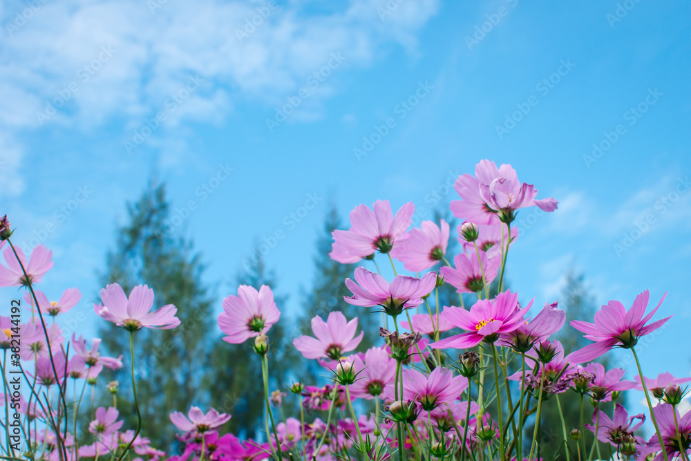 A garden of colorful cosmos flowers blooming in spring. A garden of colorful cosmos flowers blooming in spring.