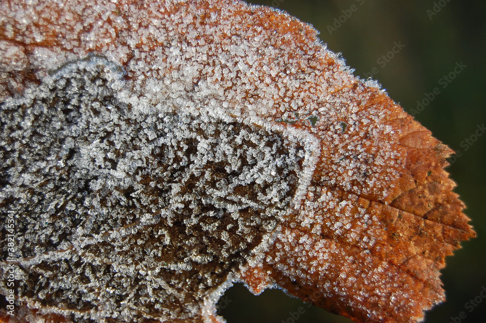 Fototapeta premium Frosted leaves on a frosty winter morning.