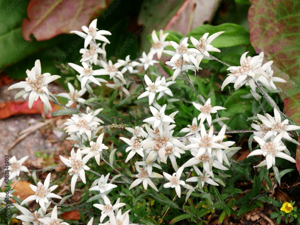 Parterre d'édelweiss de Chine, fleurs rares des montagnes Parterre d'édelweiss de Chine, fleurs rares des montagnes