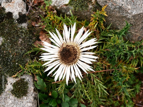 Fleur de carline des alpes en gros plan photo