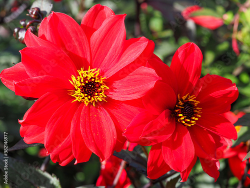 Closeup of two beautiful red Dahlia blooms in a garden, variety Bishop of Llandaff