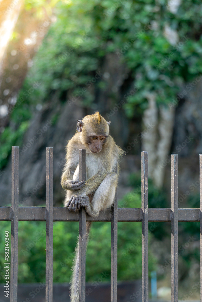 Fototapeta premium Monkey in the forest