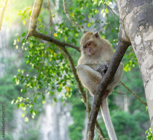 Monkey in the forest