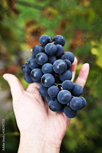 hand with grapes