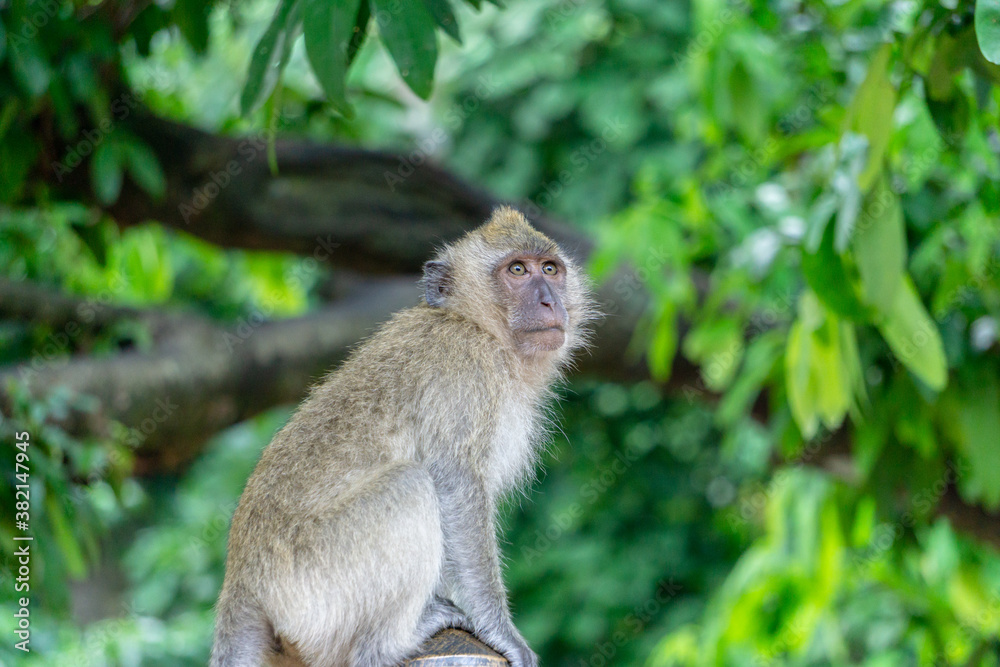 Obraz premium Monkey in the forest