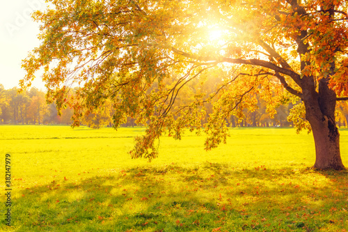 Fototapeta Naklejka Na Ścianę i Meble -  Sunlight shines through the autumn leaves of the crown of a majestic oak in the meadow.