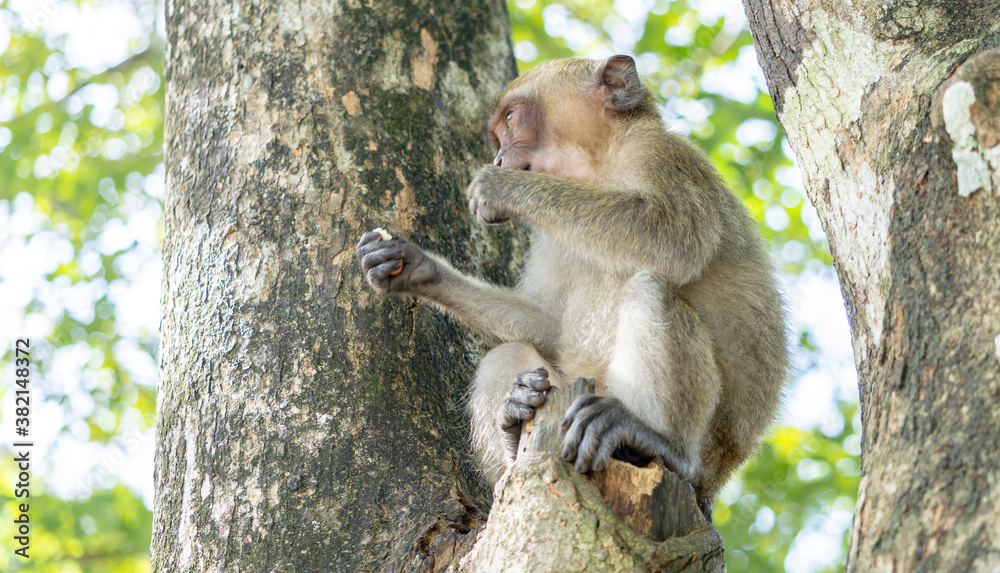 Monkey in the forest Monkey in the forest