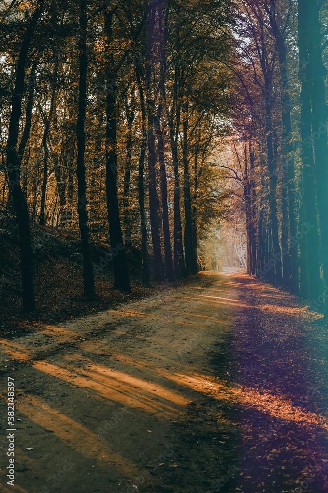 Obraz premium autumn in the woods