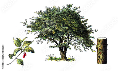 Cornus tree / Antique engraved illustration from from La Rousse XX Sciele	 photo