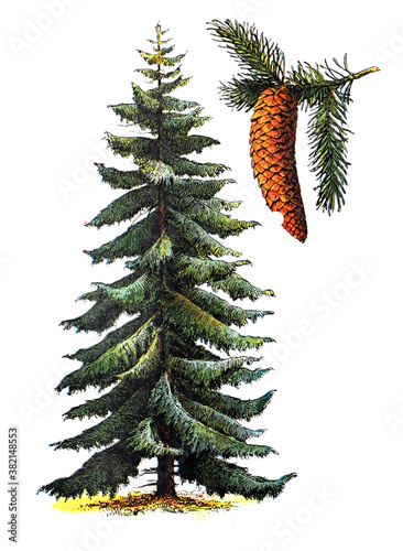 Billede på lærred Picea abies (Pinaceae) / Antique engraved illustration from from La Rousse XX Sc