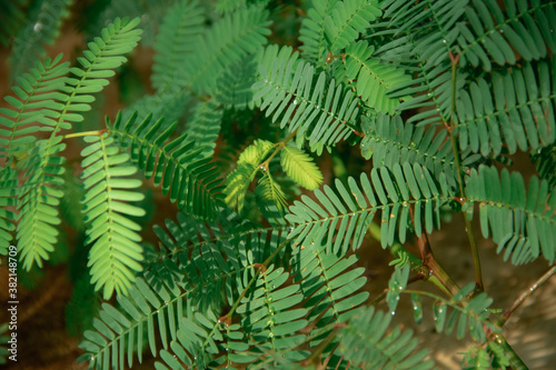 Fototapeta Naklejka Na Ścianę i Meble -  natural background of green leaves of the Senigallia plant