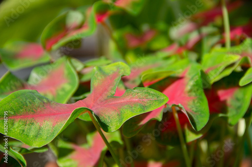 natural background of water plant leaves