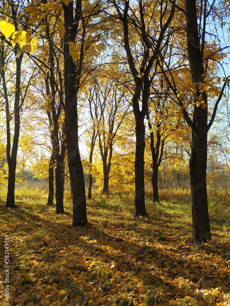 Fototapeta premium autumn in the park