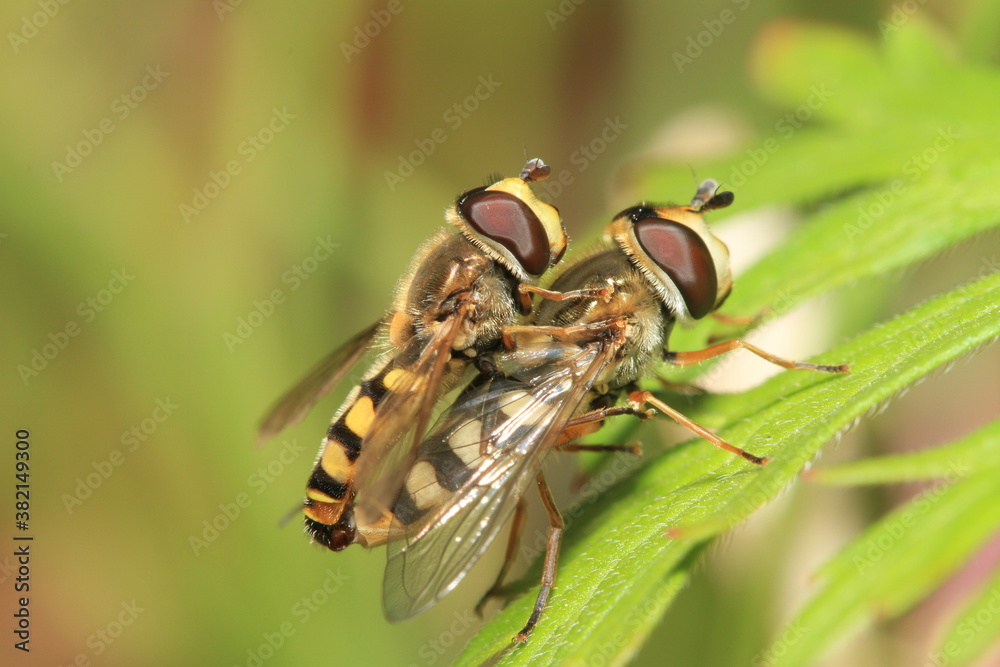 fly on leaf fly on leaf