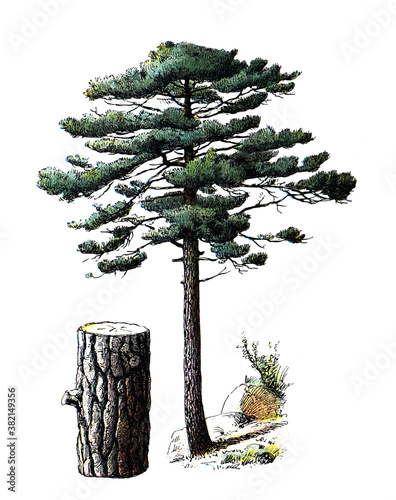 Fototapeta Pinus nigra or austrian pine or black pine/ Antique engraved illustration from f