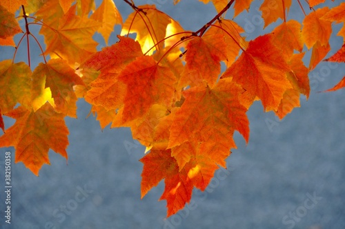 Blazing Red-Orange Leaves