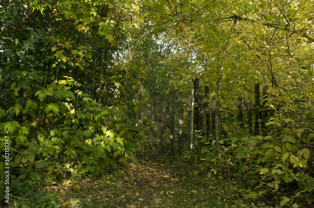 Obraz premium wooden gate of an abandoned house among the trees