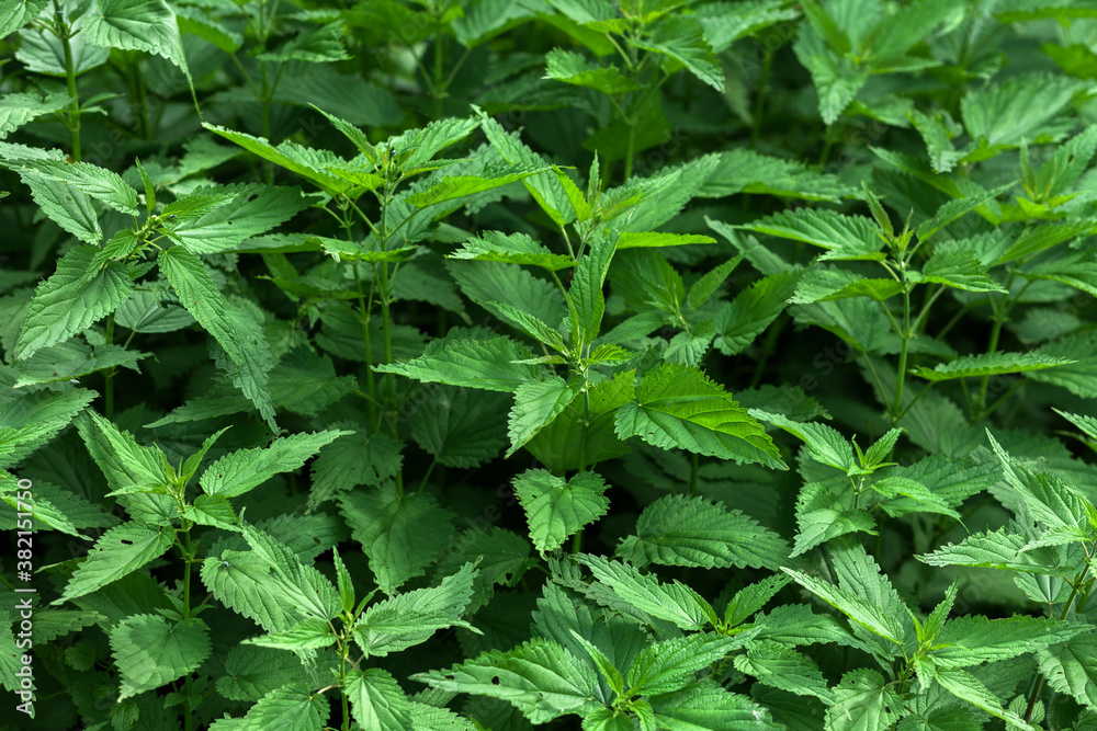 Background from nettle with fluffy green leaves. Nettle growing in the forest under bright sunshine. Background from nettle with fluffy green leaves. Nettle growing in the forest under bright sunshine.