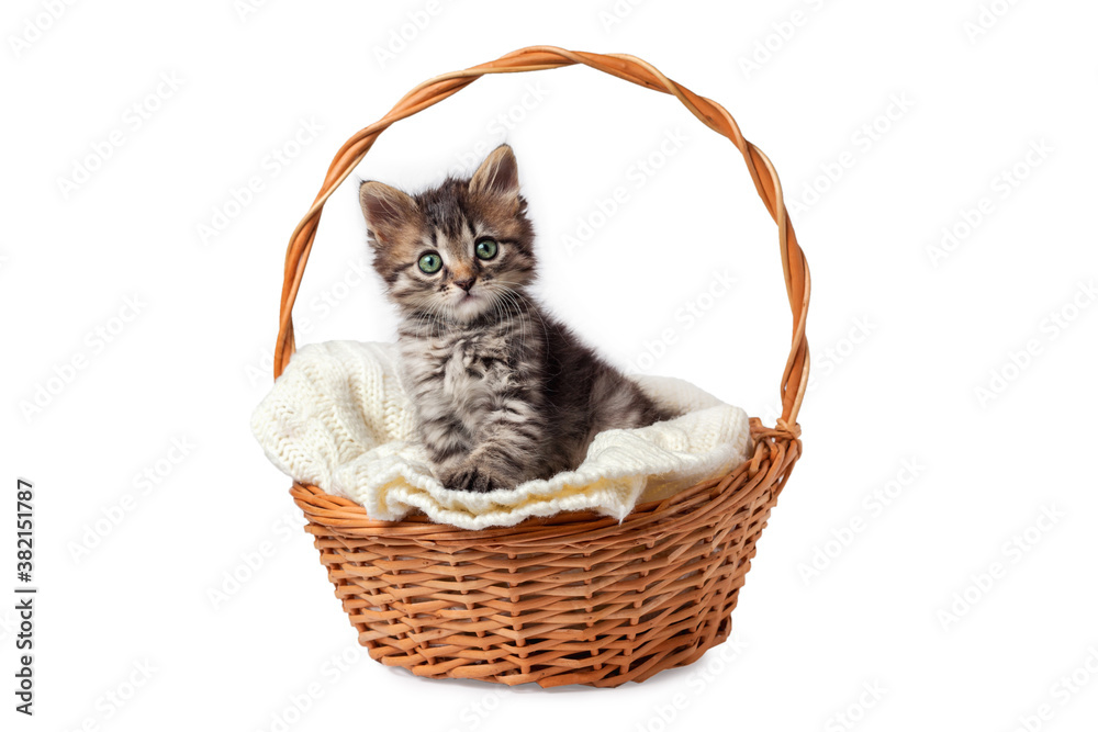 Cute striped kitten sits in a basket on a knitted bedding. Isolated on a white background.