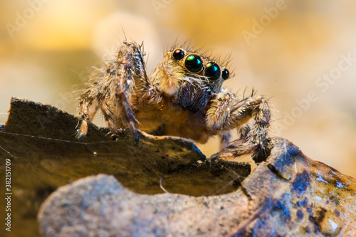 A very sharp and detailed jumping spider.