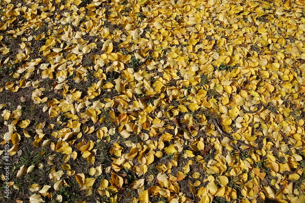 Grass covered with yellow fallen leaves of apricot in October Grass covered with yellow fallen leaves of apricot in October