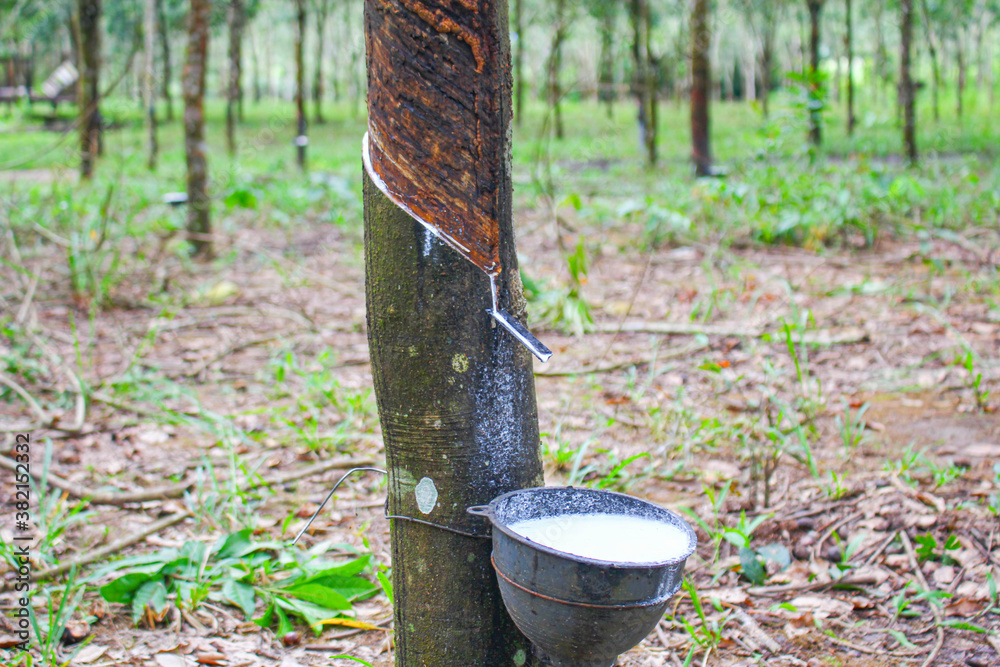 Vietnam rubber tree,Tapping latex rubber source of natural