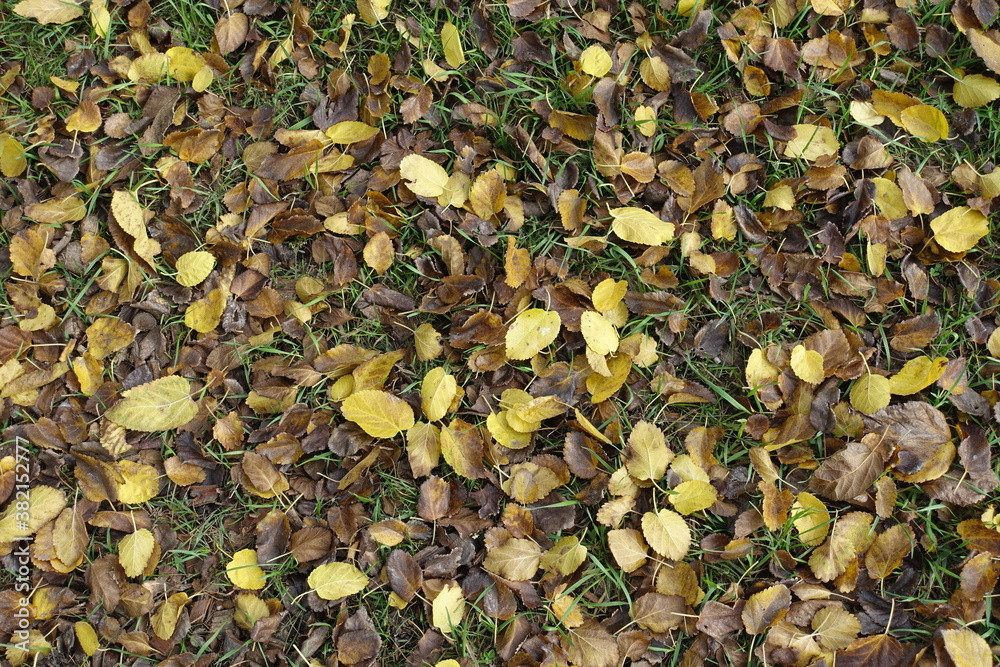 Grass covered with brown and yellow fallen leaves of mulberry from above Grass covered with brown and yellow fallen leaves of mulberry from above