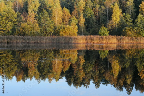 Autumn trees are reflected in the lake water in the early morning. Moscow region. Russia.