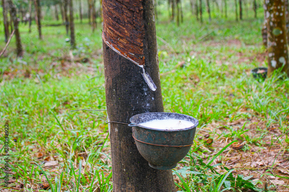 Vietnam rubber tree,Tapping latex rubber source of natural Vietnam rubber tree,Tapping latex rubber source of natural