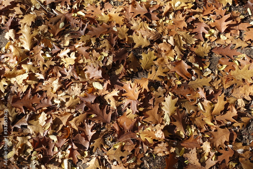 Background - brown fallen leaves of red oak in October Background - brown fallen leaves of red oak in October
