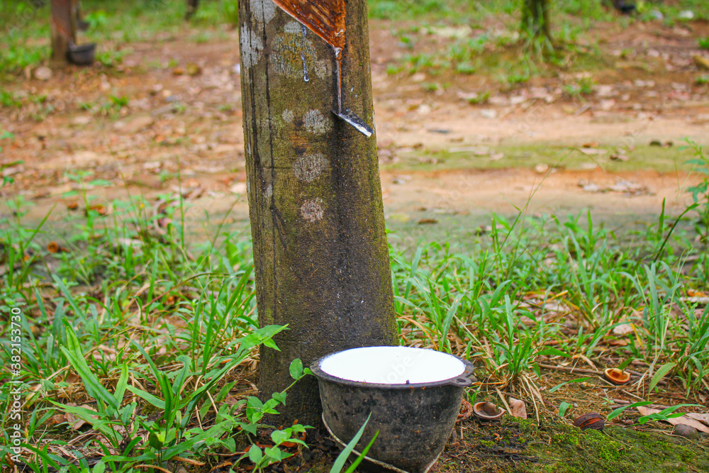 Fototapeta premium Vietnam rubber tree,Tapping latex rubber source of natural