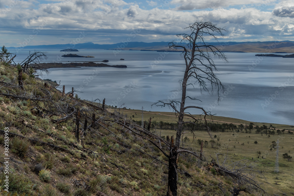 Dry dead bare tree after fire among burnt felled forest in green yellow grass on slope of mountain. Blue Baikal lake with islands. Sky with clouds, mountains on horizon. Siberia nature landscape