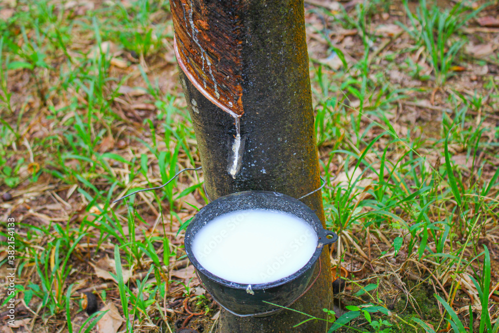 Vietnam rubber tree,Tapping latex rubber source of natural Vietnam rubber tree,Tapping latex rubber source of natural