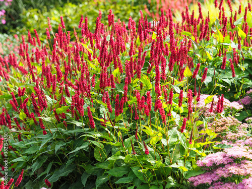Fototapeta Naklejka Na Ścianę i Meble -  Clump of red bistort, Persicaria amplexicaulis, in a garden with red flower spikes and green leaves