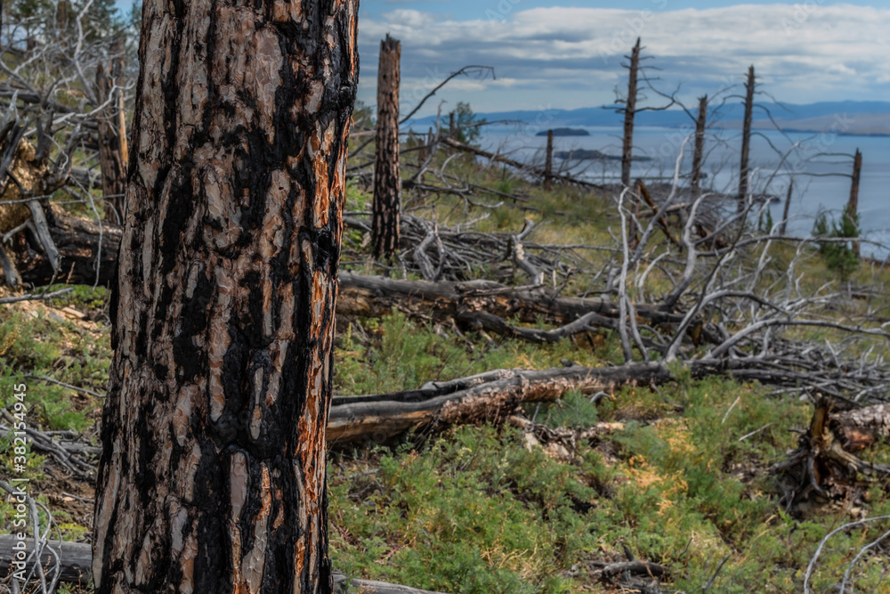 Trunk with red black burnt bark among felled dead trees after fire in green yellow grass on slope of mountain. Coast of blue Baikal lake. Mountains on horizon. Siberia nature landscape Trunk with red black burnt bark among felled dead trees after fire in green yellow grass on slope of mountain. Coast of blue Baikal lake. Mountains on horizon. Siberia nature landscape