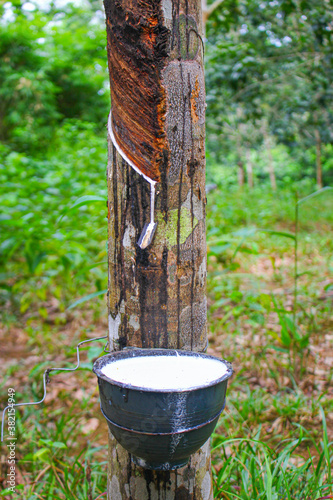 Vietnam rubber tree,Tapping latex rubber source of natural photo